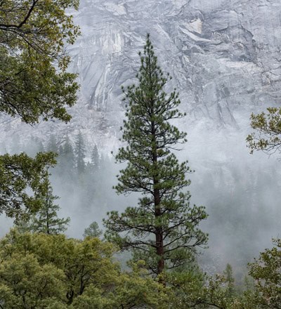 Yosemite Retreat Spring 2025