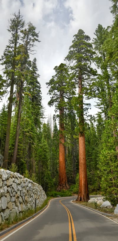 Sequoias in Yosemite National Park