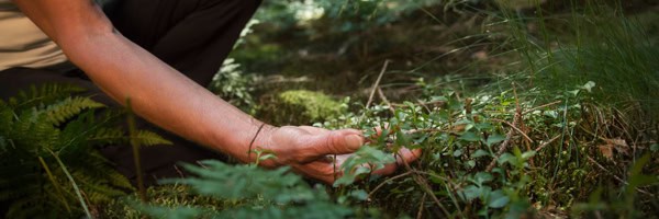 Forest Bathing